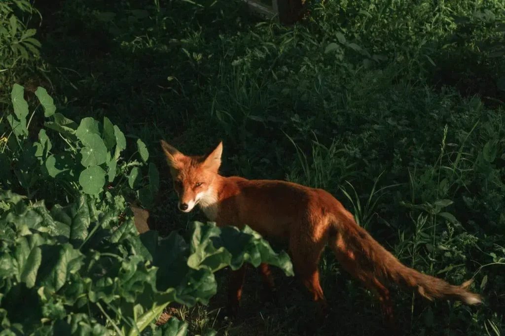 A fox in the forest