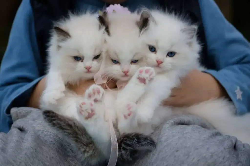 Three white kittens