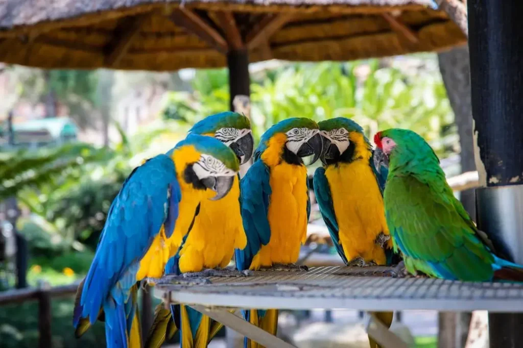 A group of parrots
