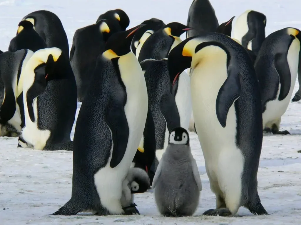 A group of adult and baby penguins