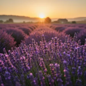 Imagem de flores de lavanda em uma grande plantação. Pôr do sol ao fundo.