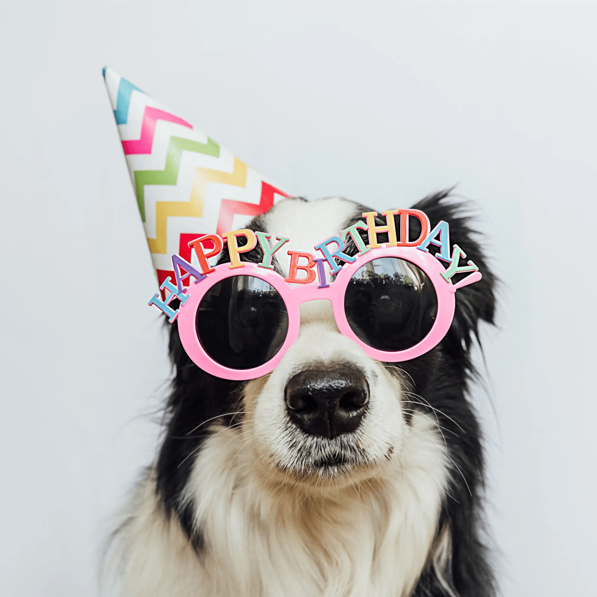 Happy Birthday Bild lustig