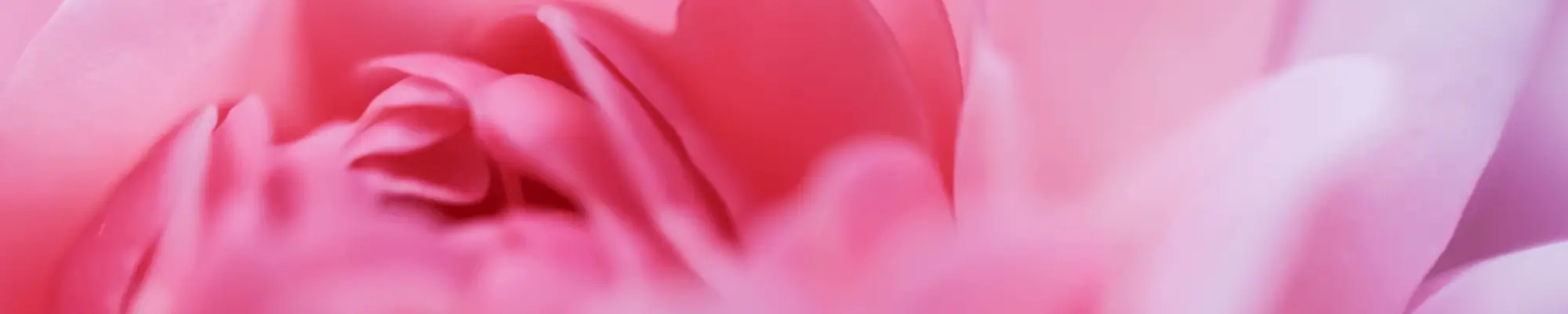 Rosa Bedeutung